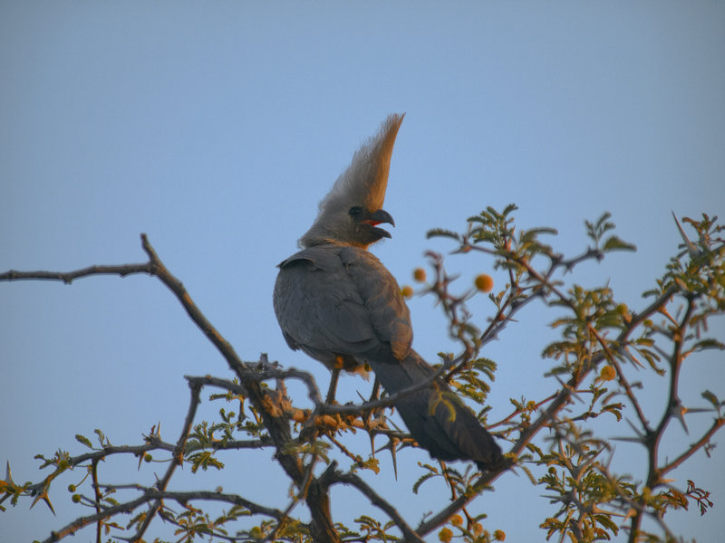 Grey go-away bird, Okonjima